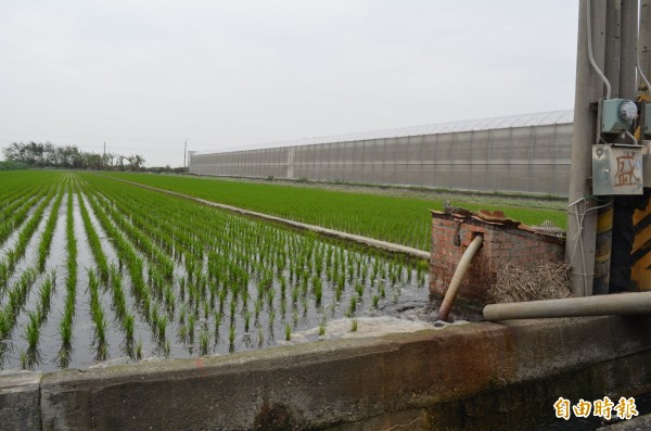 雲林縣積極推廣畜牧廢水變肥水施灌農田。（記者廖淑玲攝）