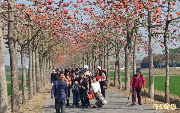 白河林初埤木棉花開4成已很漂亮，吸引賞花人潮。（記者楊金城攝）