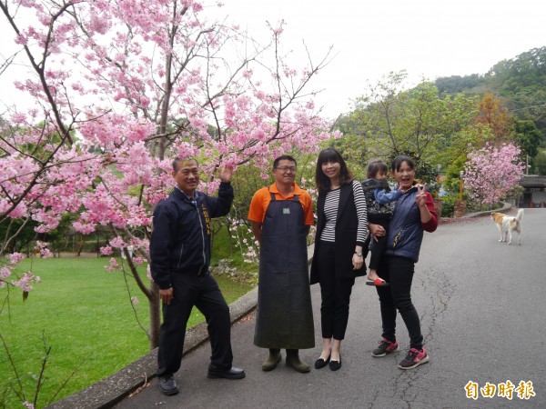 后里區仁里山區橘祥合院吉野櫻盛開,是后里賞櫻秘境。(記者張軒哲攝)