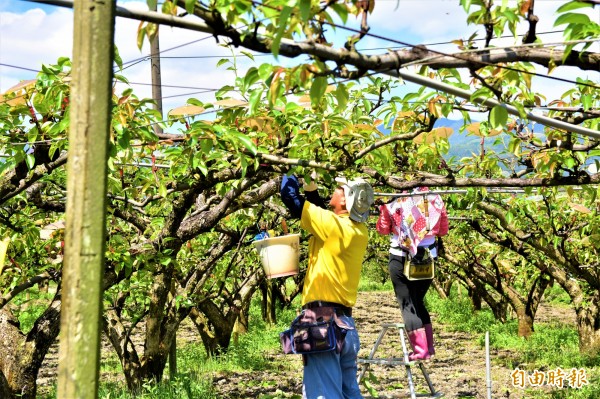 宜蘭縣三星鄉高接梨今年受寒害影響，著果率低，農民趁晴天趕緊將壞果剪掉，保護珍貴的「良果」。（記者張議晨攝）