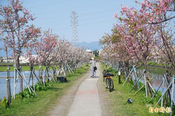 羅莊櫻花步道的墨染櫻花期預估還有一周，公所建議民眾把握賞櫻時間。（記者張議晨攝）