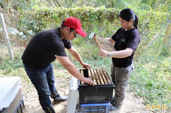 養蜂小組成員廖晉翊（左）、吳苑甄（右）觀察蜂箱情形。（記者邱芷柔攝）