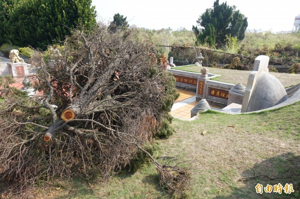 彰化福興許厝埔公墓出現龍柏竊賊,只取龍柏樹幹,其餘丟在原地。(記者劉曉欣攝)