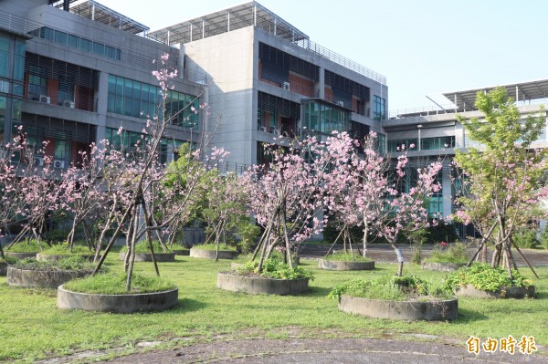 宜蘭地方檢察署種植的57棵櫻花盛開,被稱為「粉紅佳人」。(記者林敬倫攝)