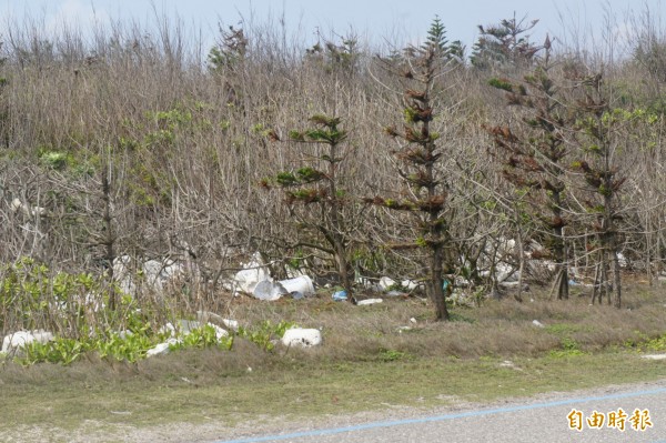 距離沙灘五百公尺的防風林，也堆積大批海廢垃圾。（記者劉禹慶攝）