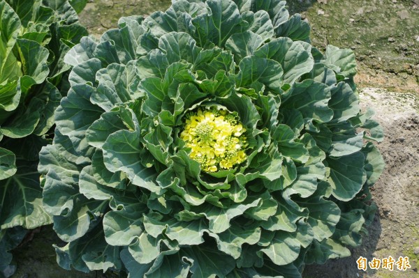 平地高麗菜出現開花情況,農民損失加劇。(記者林國賢攝)