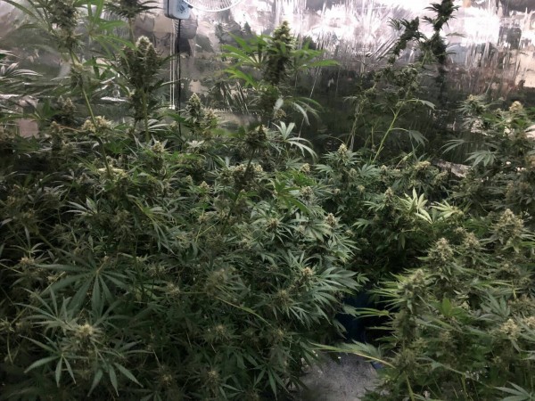 林男在自家透天厝二樓栽種大麻。(記者許國楨翻攝)