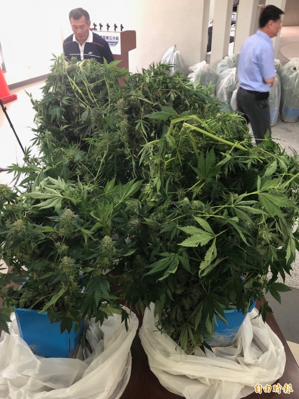 警方查扣16株大麻。(記者許國楨攝)