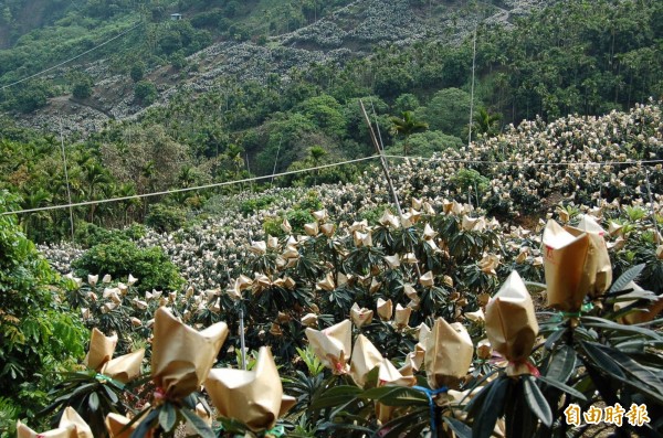 太平枇杷進入產季，滿山的枇杷果園結實纍纍。（記者陳建志攝）