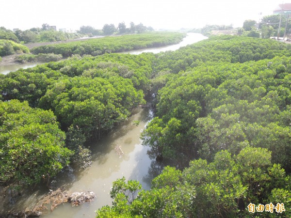 新竹縣竹北濱海擁有美麗的沙灘、紅樹林、原始林和烏魚產業文化。（記者廖雪茹攝）