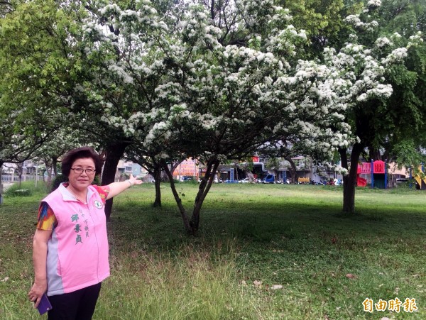 南區積善公園的流蘇樹開花,台中市議員邱素貞邀請民眾來賞花。(記者張菁雅攝)