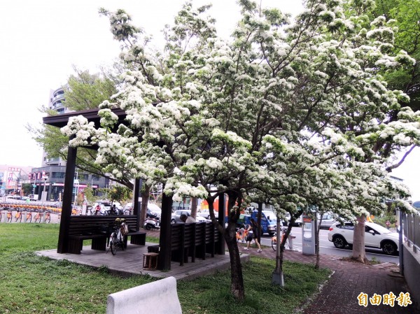 積善公園位在旱溪舊河道邊,白色花朵與綠地相映成趣。(記者張菁雅攝)