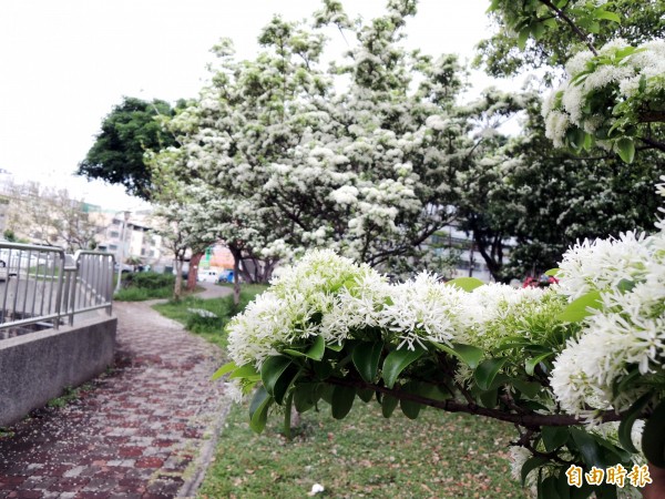 流蘇樹花朵成簇綻放,有如白雪覆蓋枝葉。(記者張菁雅攝)
