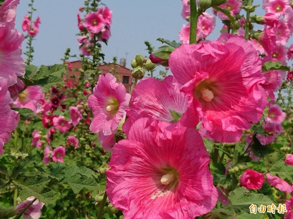 學甲蜀葵花田也是傳達台南春天艷麗。（記者洪瑞琴攝）