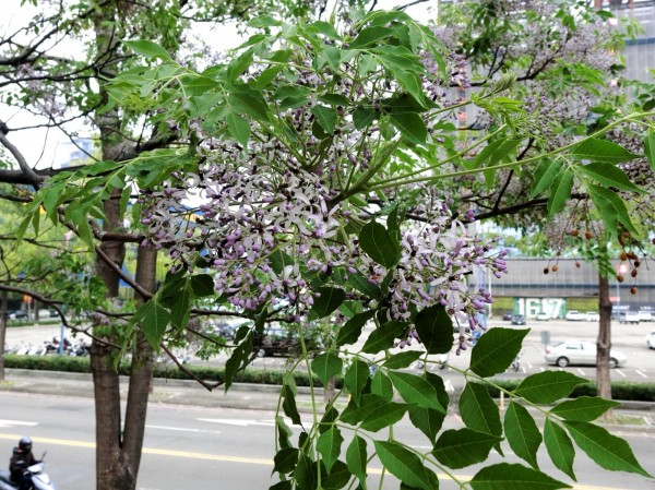 苦楝花朵細小芬芳。（建設局提供）