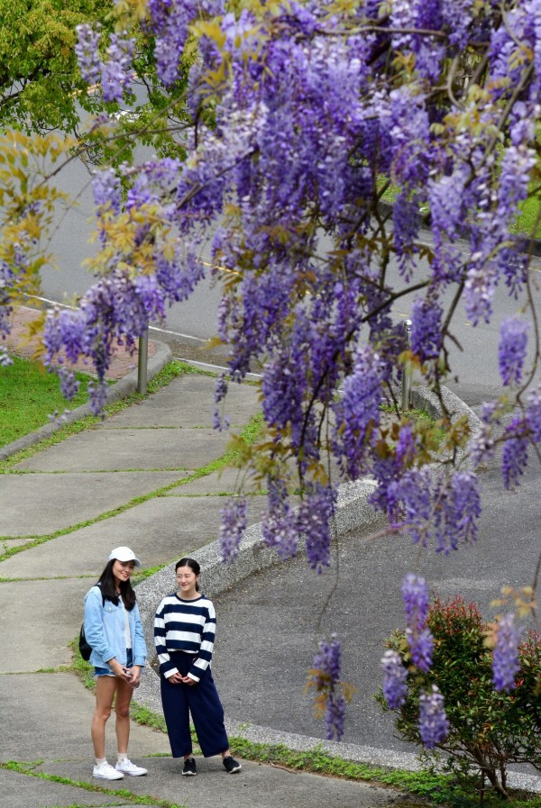 宜蘭縣礁溪鄉私立佛光大學校院內,近期千串紫藤花盛開,美景如畫。(圖由佛大提供)