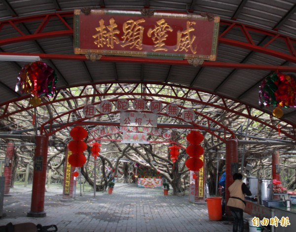 九龍大榕公深受當地人景仰。(記者陳冠備攝) 九龍大榕公深受當地人景仰。(記者陳冠備攝)