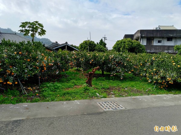 東勢區茂谷柑今年盛產,果園裡的果實結實纍纍。(記者黃鐘山攝)