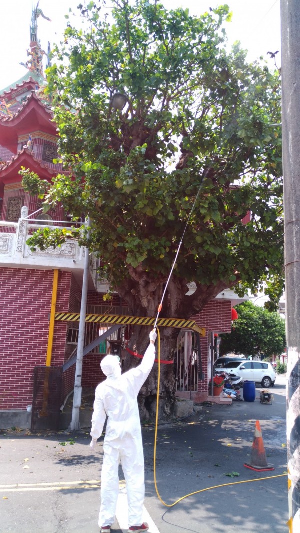 屏科大植醫團隊為百年刺桐進行施藥。（屏科大植醫團隊提供）