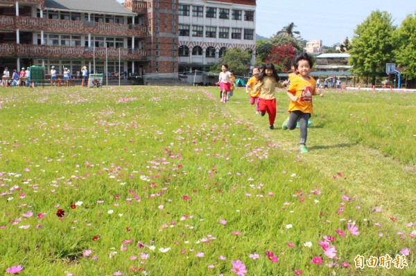 新北市汐止區白雲國小打造波斯菊花海操場，小朋友開心在花海中奔跑嬉戲，直呼好玩。（記者林欣漢攝）