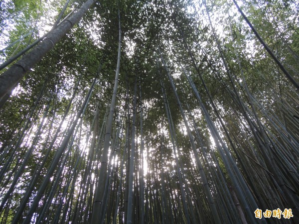 泰雅族部落長輩總是說「有桂竹的地方，一定就是祖先們曾經居住過的地方。」（記者廖雪茹攝）