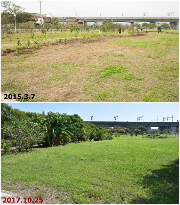 高鐵食物森林基地樹木，在梧桐基金會長期養護下變得更為健康茂盛。圖為對比圖。（梧桐基金會提供）