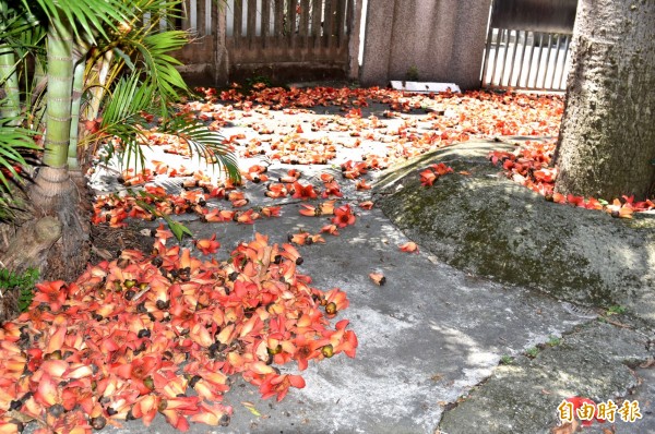 中壢元化院圍牆內火紅、碩大的木棉花盛開，不論樹上或掉落地上一整片鮮豔橘紅色，美不勝收。（記者李容萍攝）