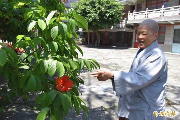 出家比丘尼把掉落地上的木棉花集中做堆肥，還零星放在其它樹木的綠葉上，自娛娛人。（記者李容萍攝）