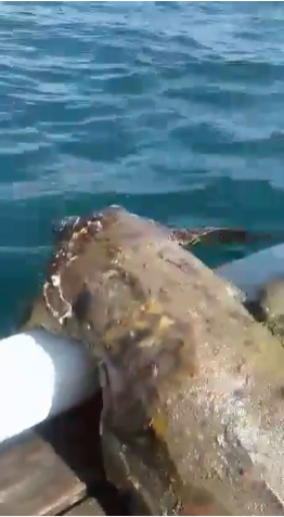 哥倫比亞海域一隻被塑膠桶套住身體的海龜，因受困已久，身體已變型。（圖片取自 Grupo Tortuguero del Caribe, A.C.臉書影片）
