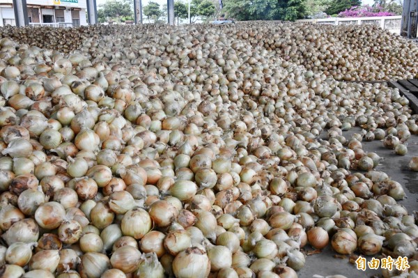 目前是全台洋蔥產量的「飽和點」。(記者蔡宗憲攝)