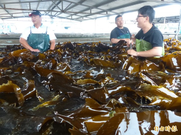 金門水試所工作人員將採收回海帶泡於水中保持水分。(記者吳正庭攝)