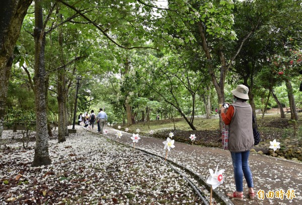 雲林古坑荷苞山油桐花盛開，民眾直呼美呆了。（記者黃淑莉攝）