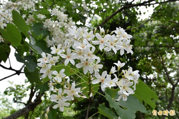 雲林古坑荷苞山油桐花盛開。（記者黃淑莉攝）