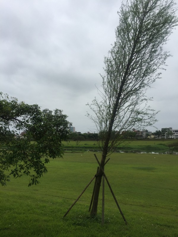 宜蘭河西門橋至慶和橋段堤防臨水側，宜蘭市公所為環境綠美化，前年施種40棵落羽松，近日卻被散步民眾發現有傾倒現象，質疑偷工減料。（民眾提供）