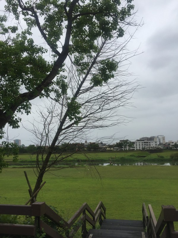 宜蘭河西門橋至慶和橋段堤防臨水側，宜蘭市公所為環境綠美化，前年施種40棵落羽松，近日卻被散步民眾發現有傾倒現象，質疑偷工減料。（民眾提供）