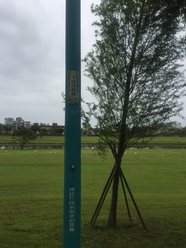 宜蘭河西門橋至慶和橋段堤防臨水側，宜蘭市公所為環境綠美化，前年施種40棵落羽松，近日卻被散步民眾發現有傾倒現象，質疑偷工減料。（民眾提供）