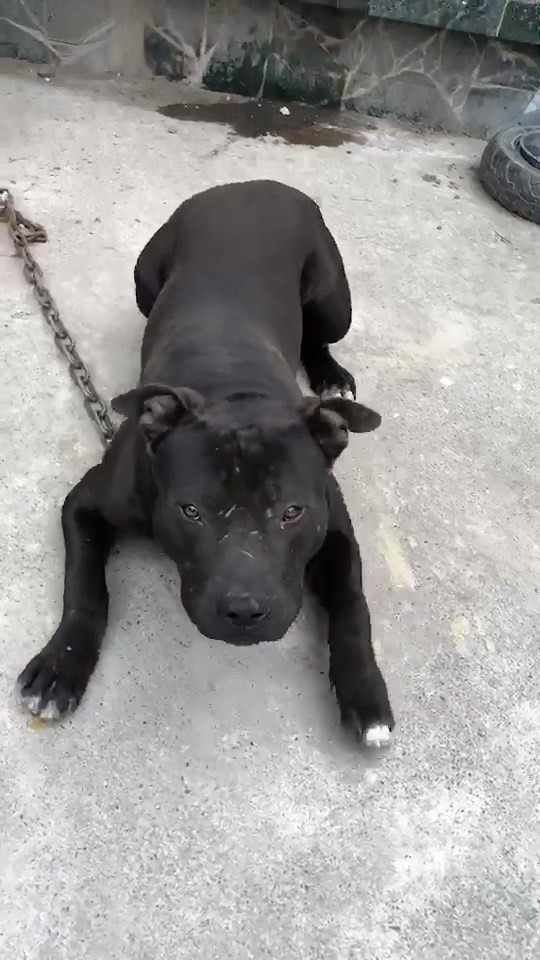 釀禍的比特犬。(記者陳賢義翻攝)