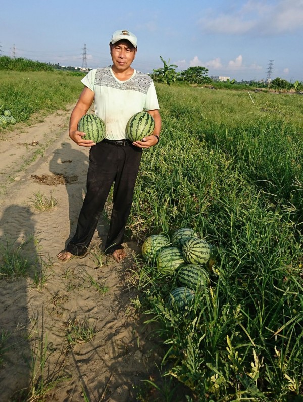 黃進通中年加農，與太太一起成功栽培冬季西瓜。（圖由農業局提供）