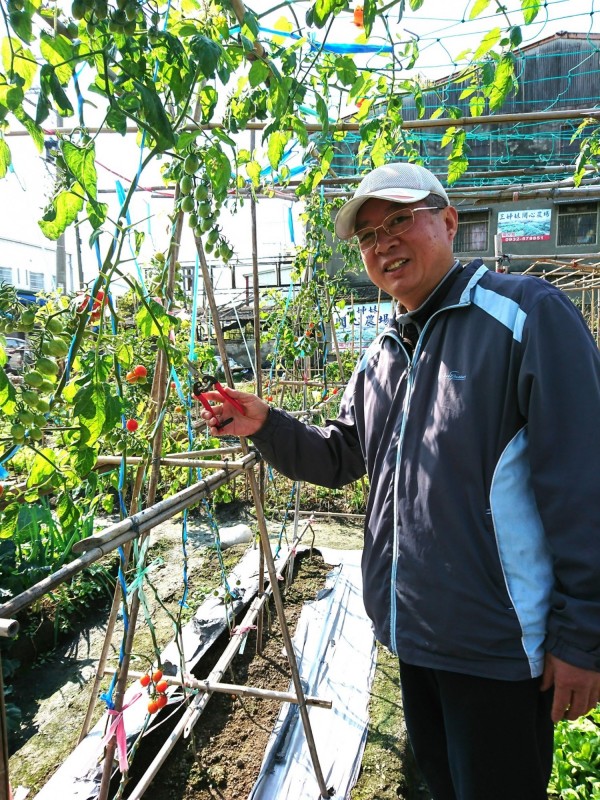 朱勝鵬成功栽培無毒小番茄。（圖由農業局提供）