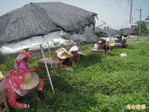 香菜田易生雜草，農委會公告中卻無合適除草劑登記。（資料照，記者陳冠備攝）