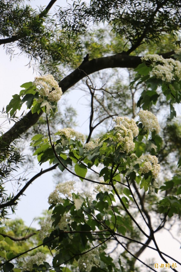 苗栗淺山地區的油桐花都已陸續綻放。（記者鄭名翔攝）