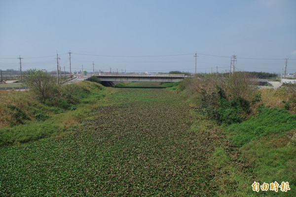 沿海地區部分河川全被布袋蓮覆蓋，成為「綠川。（記者林國賢攝）