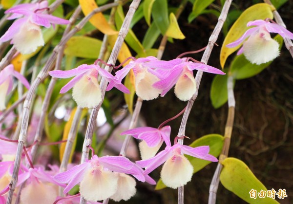 天宮石斛蘭的花朵嬌小粉嫩。（記者陳鳳麗攝）