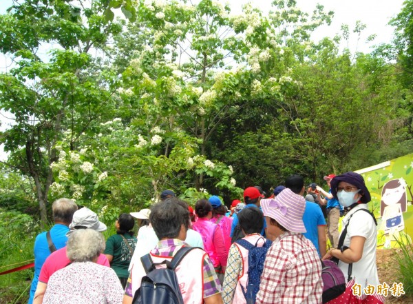 彰化市福田賞桐生態園區內在活動首日就遊人如織。（記者湯世名攝）