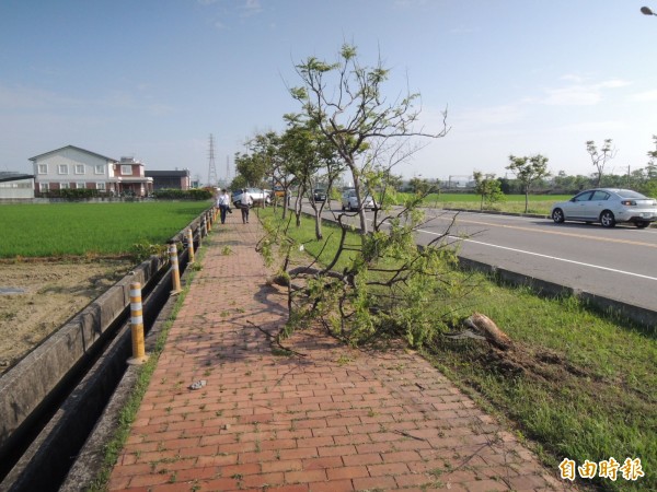 苗栗市英才路人行道路樹，被邱女所駕小客車連根拔起。（記者張勳騰攝）