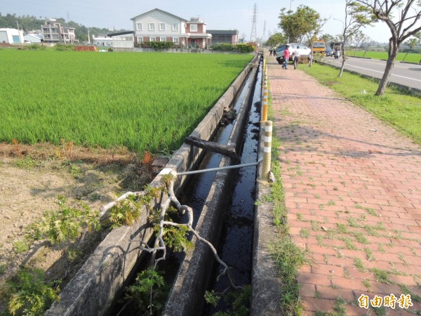 其中一棵路樹被撞落至路旁水溝中。（記者張勳騰攝）