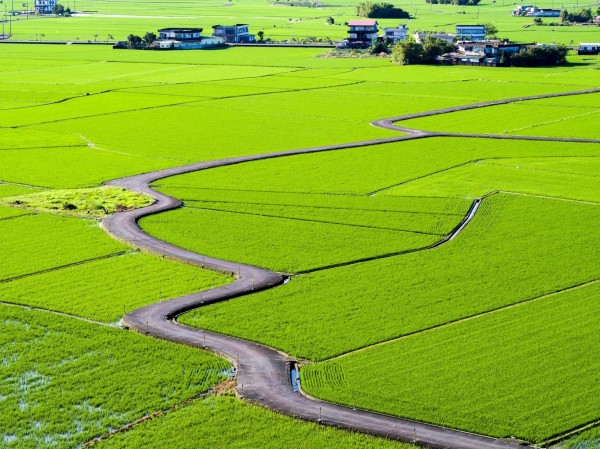 冬山鄉三奇伯朗大道美景，圖為去年景色。（冬山鄉公所提供）