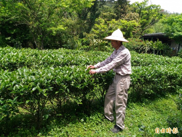 農友陳朝琳種植薑黃和茶葉，他年輕時外出工作，退休後回到故鄉雙溪務農。（記者陳心瑜攝）