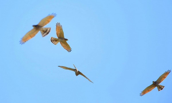 灰面鵟鷹。(彰化縣野鳥學會鍾上瑋提供)