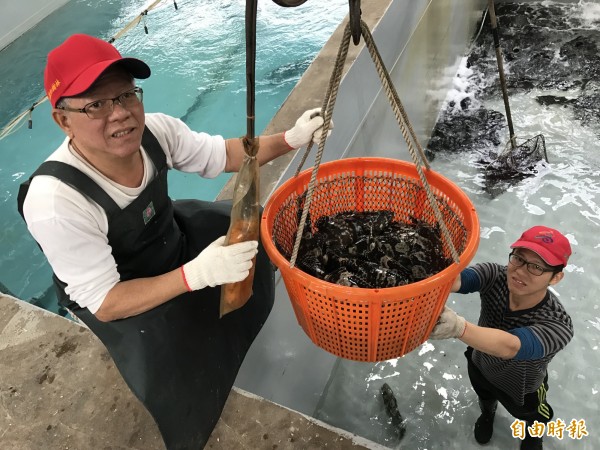 林園養殖業走向精緻路線,轉型「從養殖場直接上餐桌」。(記者洪臣宏攝)